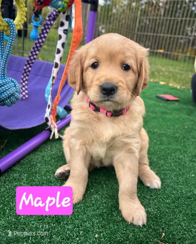 Maple – Golden Retriever puppy for sale in Waseca, MN