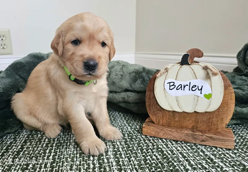 Barley – Golden Retriever puppy for sale in Waseca, MN