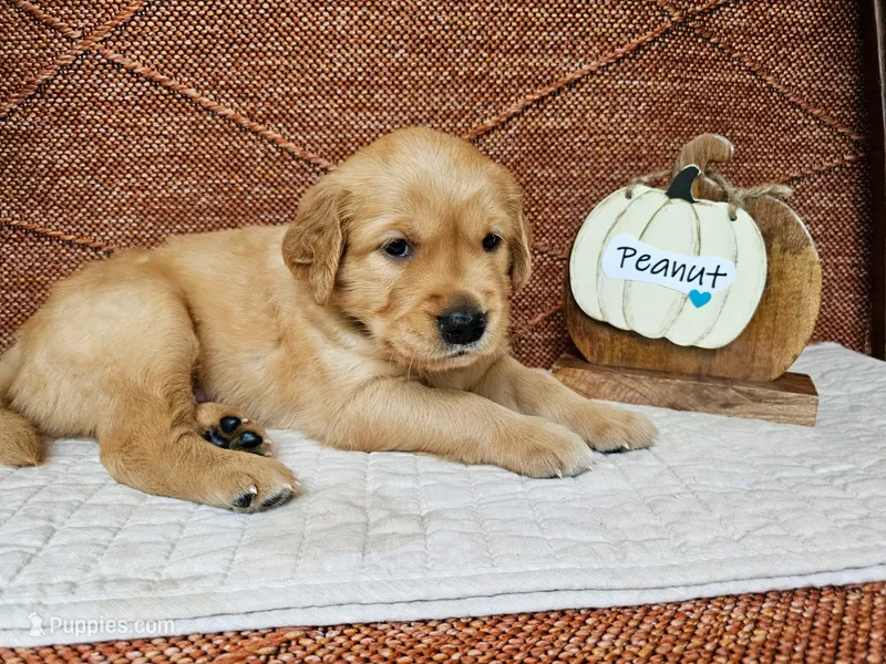 Peanut  – Golden Retriever puppy for sale in Waseca, MN