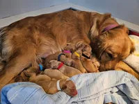 Peanut , a male Golden Retriever for sale in Waseca, MN – 6 of 6