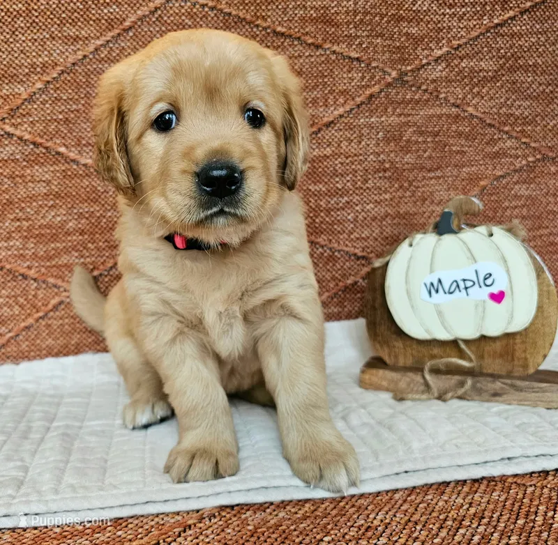 Maple – Golden Retriever puppy for sale in Waseca, MN