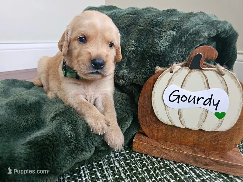 Gourdy  – Golden Retriever puppy for sale in Waseca, MN