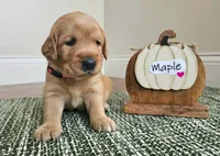 Maple, a female Golden Retriever for sale in Waseca, MN – 1 of 4