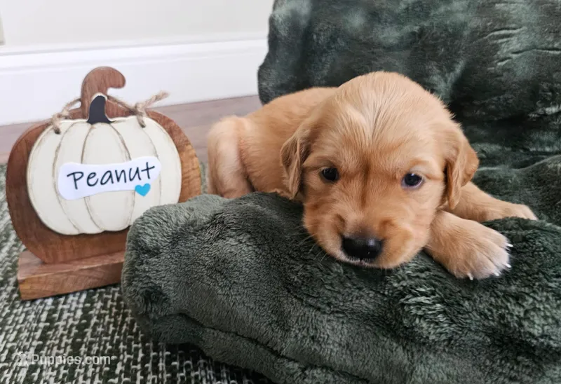 Peanut  – Golden Retriever puppy for sale in Waseca, MN