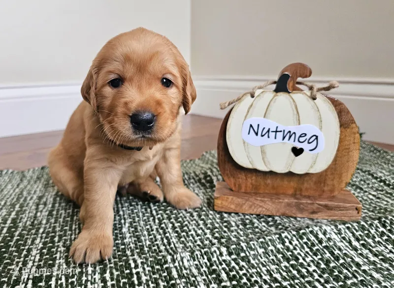Nutmeg – Golden Retriever puppy for sale in Waseca, MN