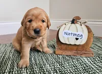 Nutmeg, a male Golden Retriever for sale in Waseca, MN – 1 of 4