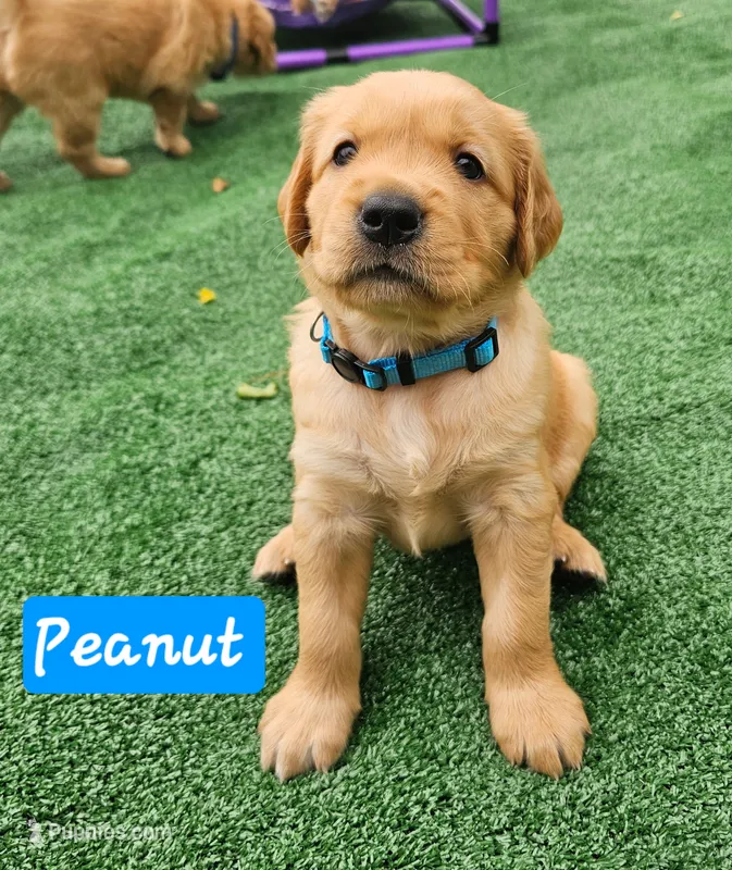 Peanut  – Golden Retriever puppy for sale in Waseca, MN