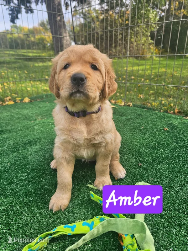 Amber – Golden Retriever puppy for sale in Waseca, MN