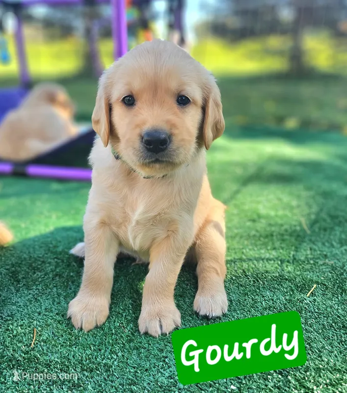 Gourdy  – Golden Retriever puppy for sale in Waseca, MN