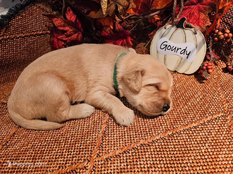 Gourdy  – Golden Retriever puppy for sale in Waseca, MN