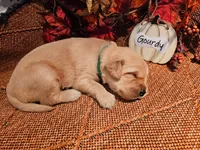 Gourdy , a male Golden Retriever for sale in Waseca, MN – 1 of 4