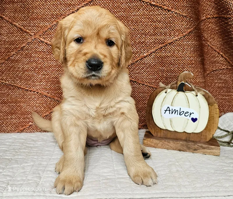 Amber – Golden Retriever puppy for sale in Waseca, MN