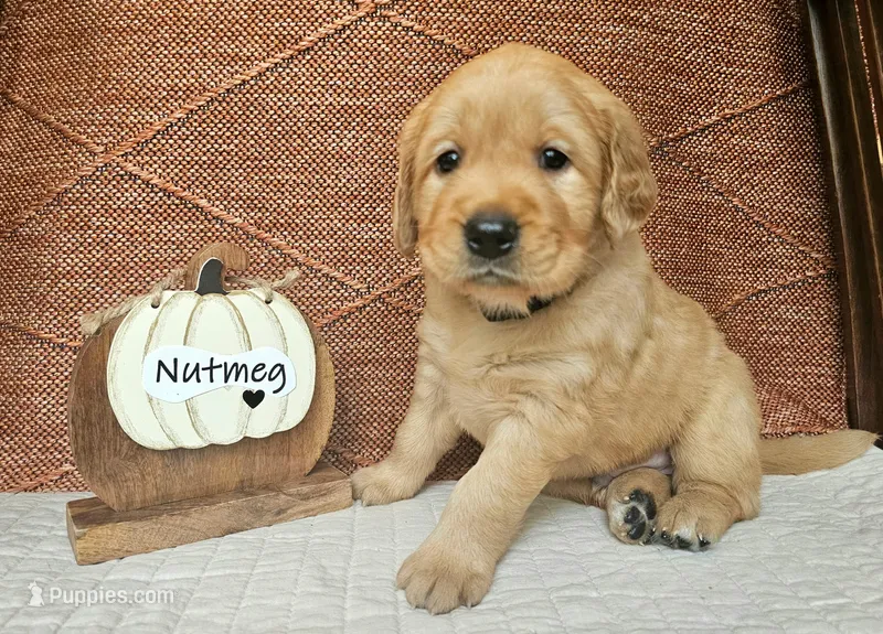 Nutmeg – Golden Retriever puppy for sale in Waseca, MN