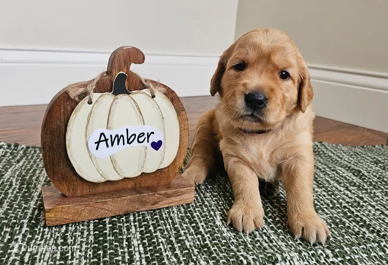 Amber – Golden Retriever puppy for sale in Waseca, MN