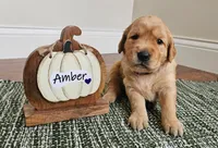 Amber, a female Golden Retriever for sale in Waseca, MN – 1 of 5