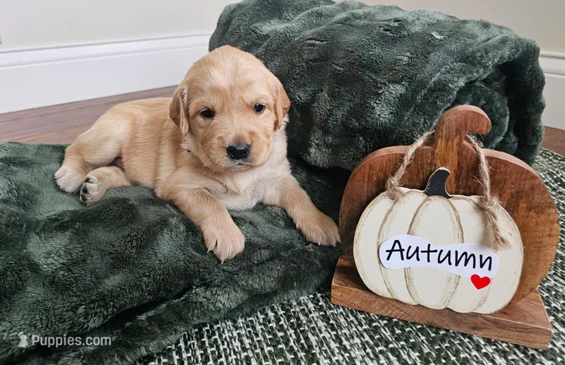 Autumn – Golden Retriever puppy for sale in Waseca, MN
