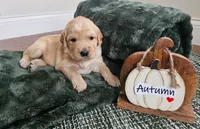 Autumn, a female Golden Retriever for sale in Waseca, MN – 1 of 6