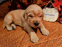 Autumn, a female Golden Retriever for sale in Waseca, MN – 6 of 6