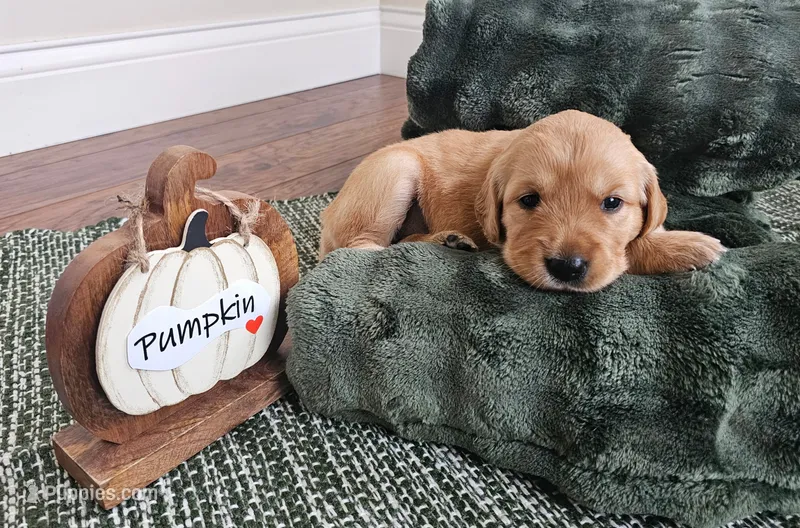 Pumpkin – Golden Retriever puppy for sale in Waseca, MN