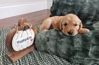 Pumpkin, a female Golden Retriever for sale in Waseca, MN – 1 of 5