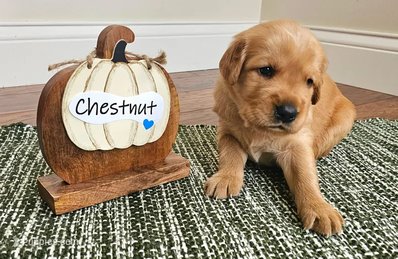 Chestnut – Golden Retriever puppy for sale in Waseca, MN