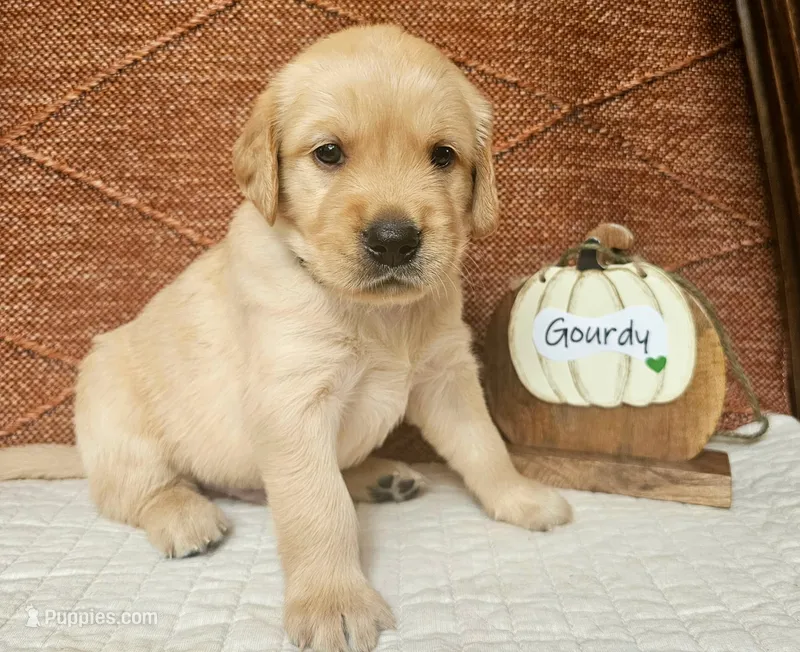 Gourdy  – Golden Retriever puppy for sale in Waseca, MN