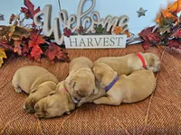 Peanut , a male Golden Retriever for sale in Waseca, MN – 4 of 6