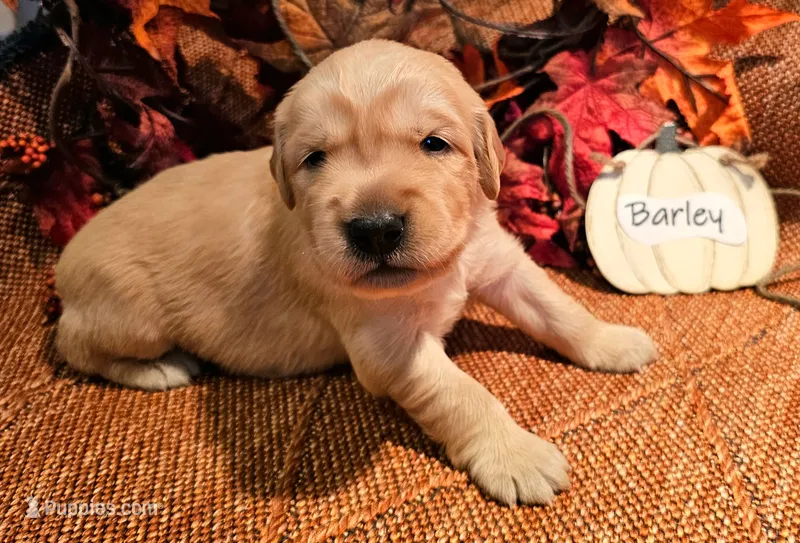 Barley – Golden Retriever puppy for sale in Waseca, MN