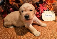 Barley, a male Golden Retriever for sale in Waseca, MN – 1 of 4
