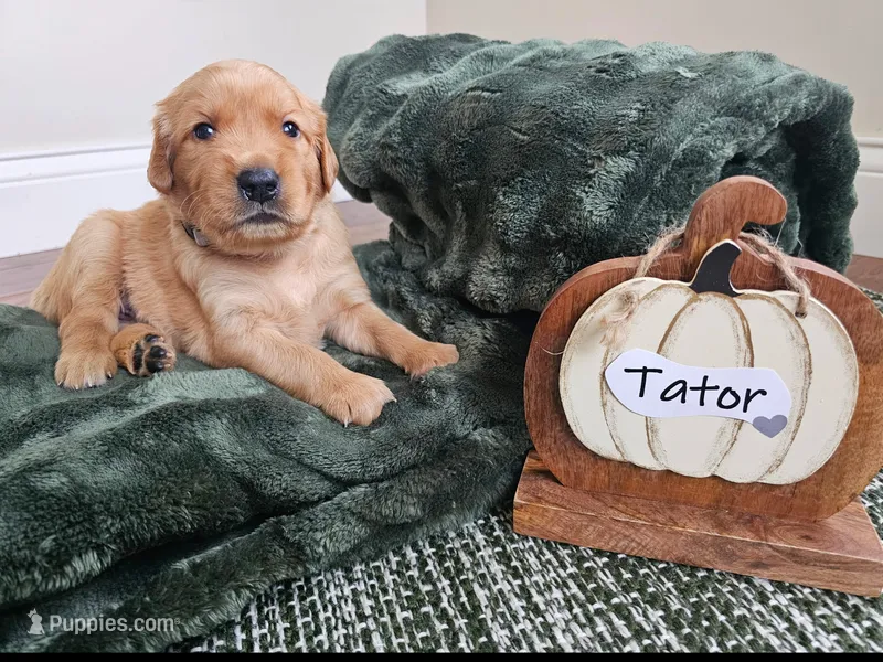 Tator – Golden Retriever puppy for sale in Waseca, MN