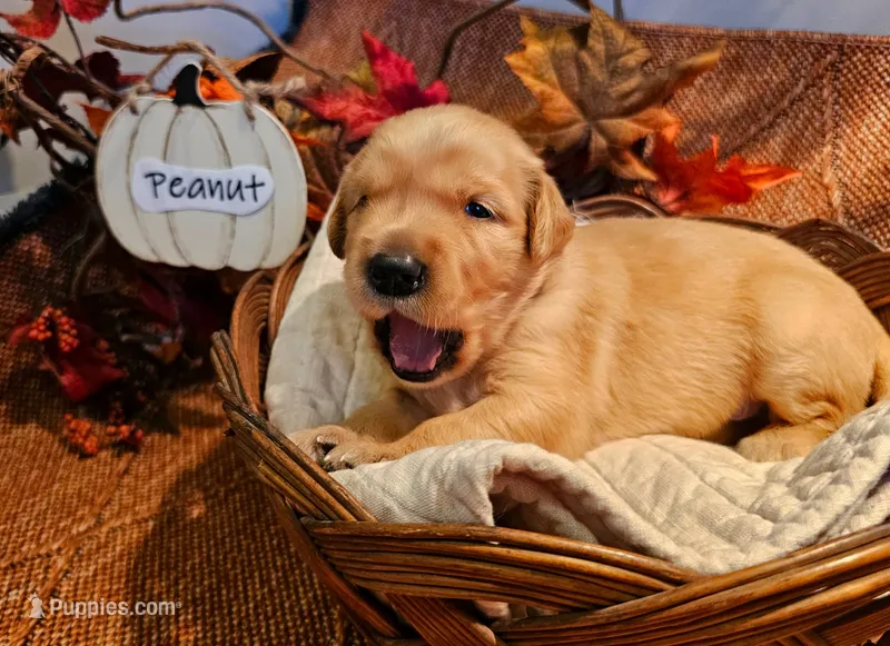 Peanut  – Golden Retriever puppy for sale in Waseca, MN