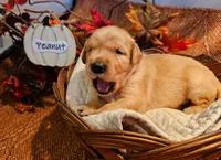 Peanut , a male Golden Retriever for sale in Waseca, MN – 1 of 6