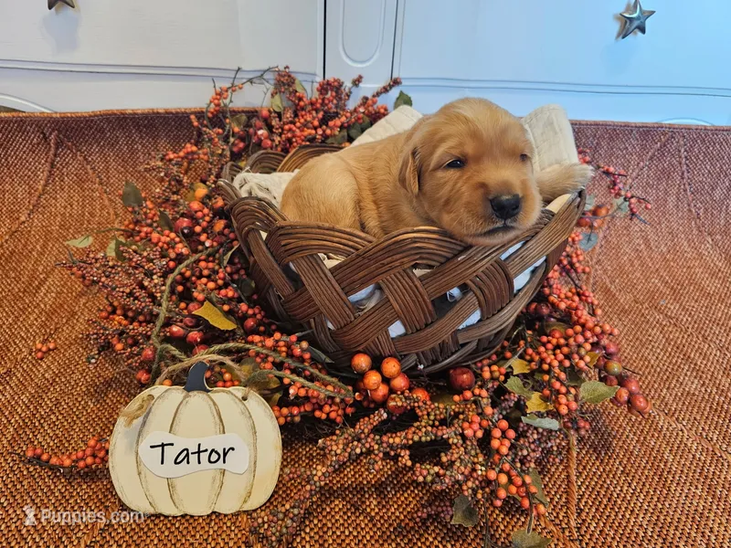 Tator – Golden Retriever puppy for sale in Waseca, MN