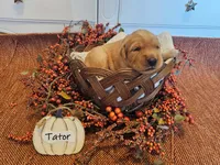 Tator, a male Golden Retriever for sale in Waseca, MN – 1 of 4