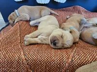 Barley, a male Golden Retriever for sale in Waseca, MN – 3 of 4