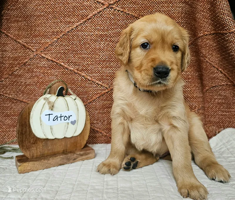 Tator – Golden Retriever puppy for sale in Waseca, MN