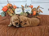Maple, a female Golden Retriever for sale in Waseca, MN – 2 of 4