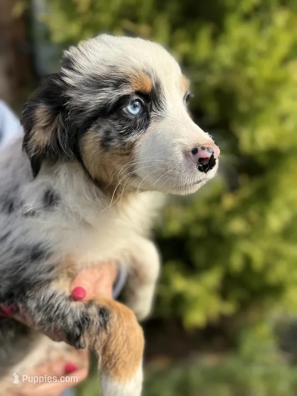 Blue Male 1 – Australian Shepherd puppy for sale in Stanwood, WA