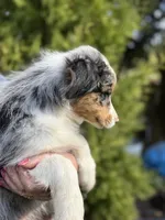 Blue Female 1, a female Australian Shepherd for sale in Stanwood, WA – 3 of 4