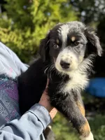 Black tri 3, a male Australian Shepherd for sale in Stanwood, WA – 3 of 4