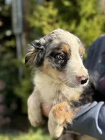 Blue Male 2, a male Australian Shepherd for sale in Stanwood, WA – 4 of 4