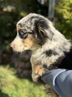Blue Male 2, a male Australian Shepherd for sale in Stanwood, WA – 3 of 4