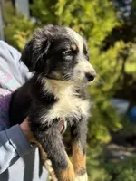 Black tri 3, a male Australian Shepherd for sale in Stanwood, WA – 2 of 4