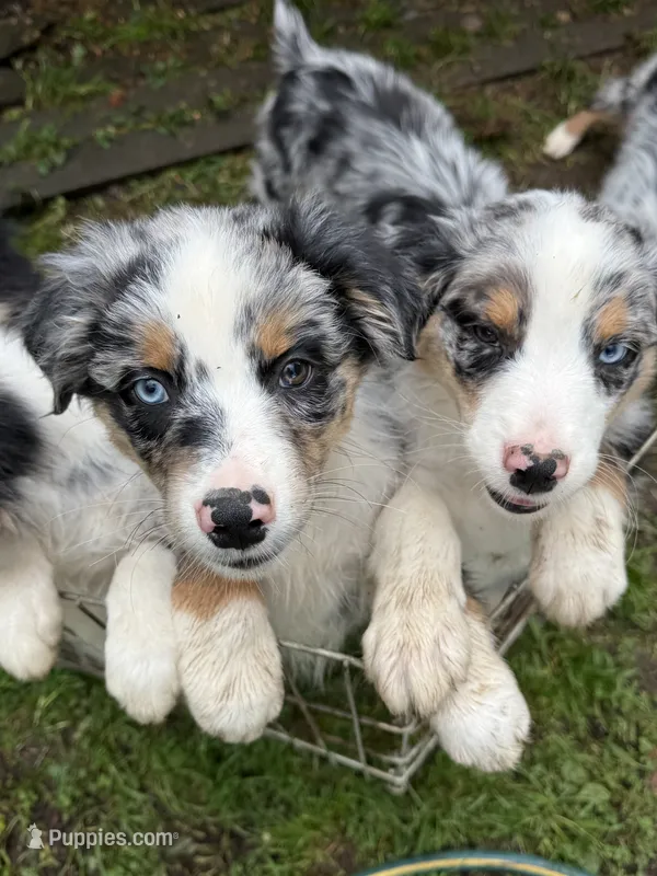 Blue male 4 – Australian Shepherd puppy for sale in Stanwood, WA