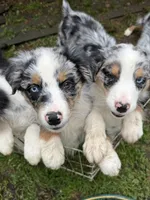 Blue male 4, a  Australian Shepherd for sale in Stanwood, WA – 1 of 5
