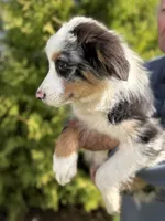 Blue Male 1, a male Australian Shepherd for sale in Stanwood, WA – 2 of 3