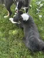 Mini Female, a female Miniature American Shepherd for sale in Stanwood, WA – 2 of 6