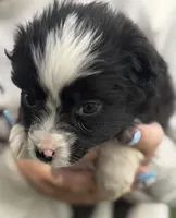 Mini Female, a female Miniature American Shepherd for sale in Stanwood, WA – 5 of 6