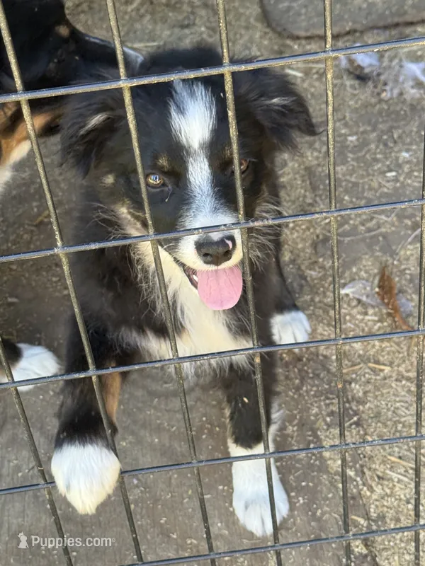Mini Female – Miniature American Shepherd puppy for sale in Stanwood, WA