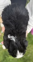 Mini Female, a female Miniature American Shepherd for sale in Stanwood, WA – 4 of 6